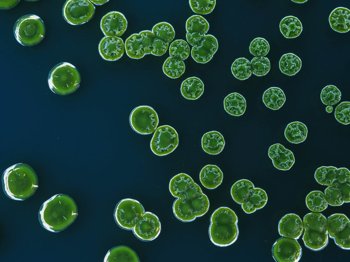 Microscopic view of algae and minerals