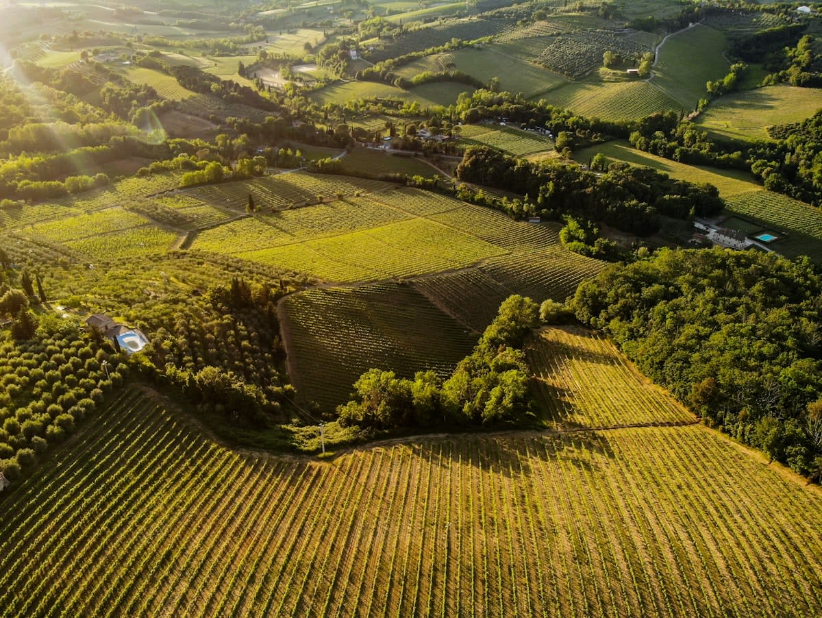 Aerial view of precise agricultural fields