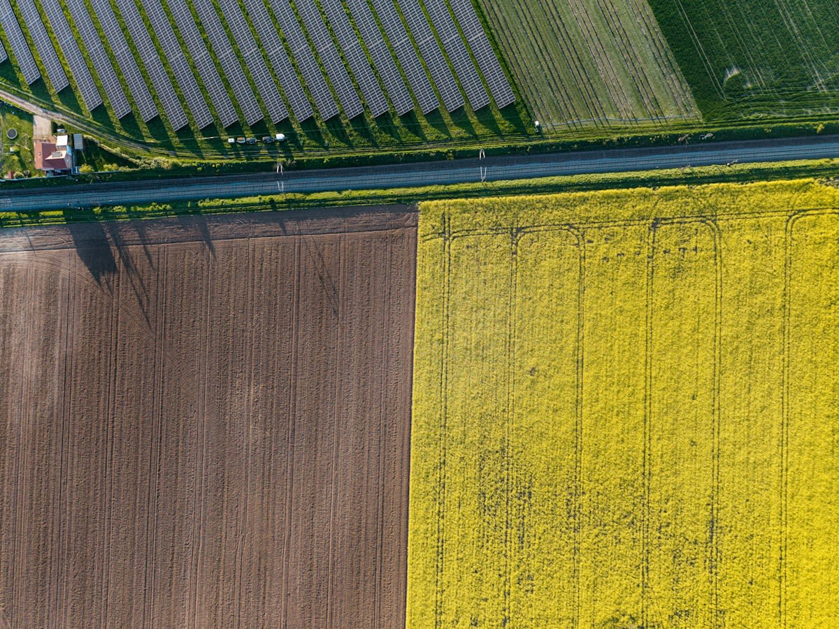 Solar panels over agricultural crops