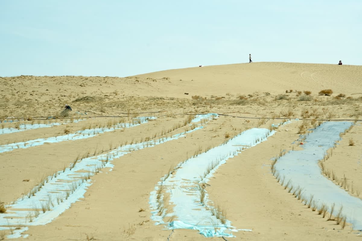 Modern desert agriculture with irrigation