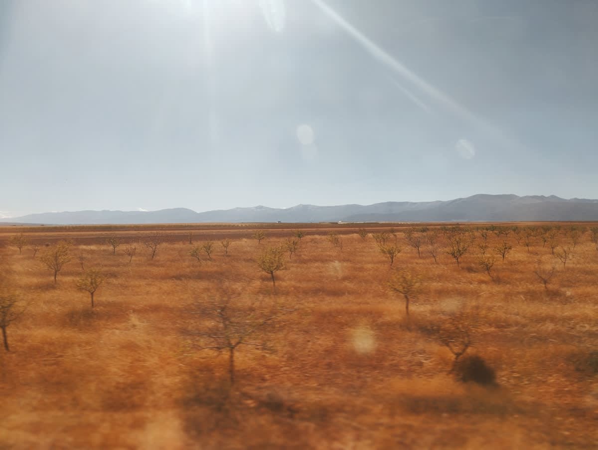 Drip irrigation system in an arid field