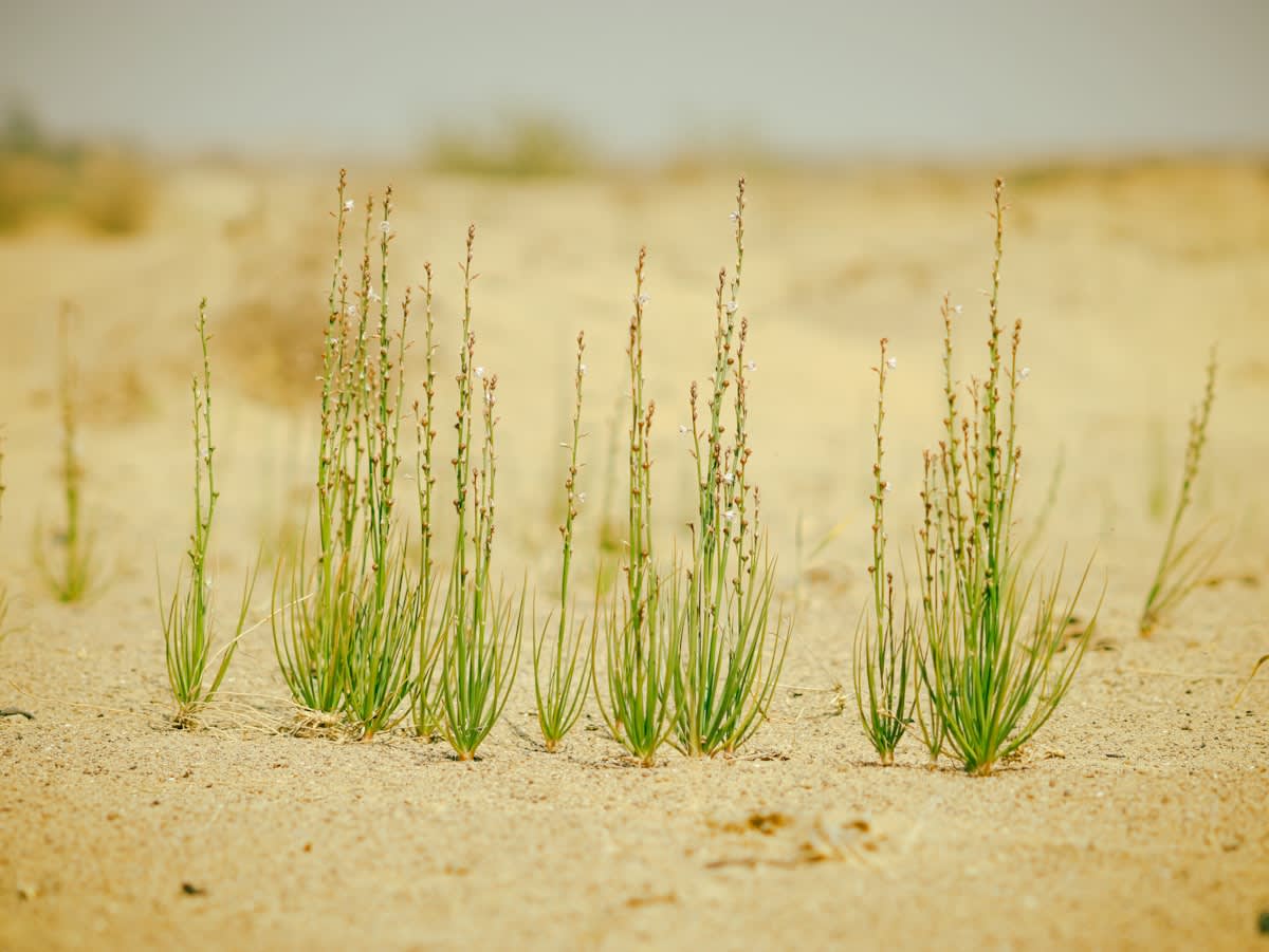 halophyte plants in arid zone