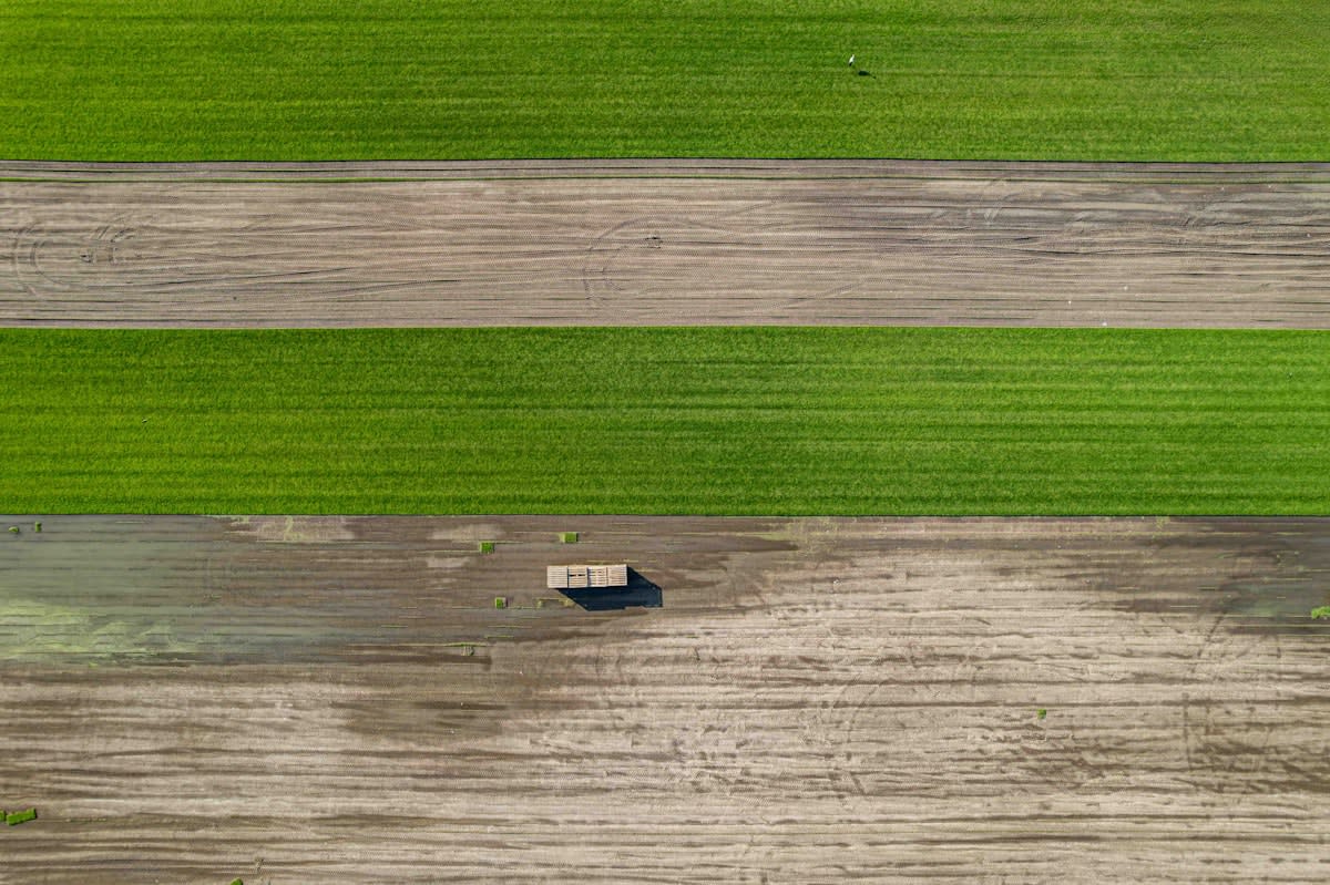 Aerial view of organized farmland