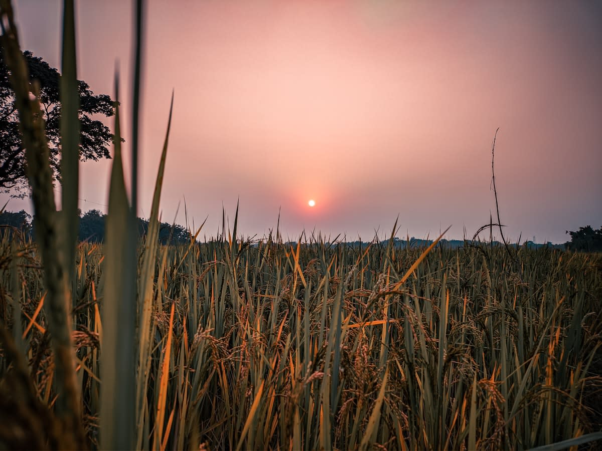 Aerial view of Indian wheat fields with digital overlay