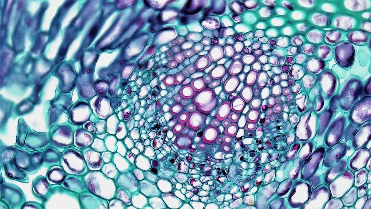 microscopic view of vascularized 3D printed tissue