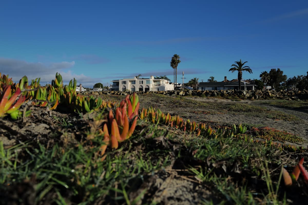 halophyte plants in coastal area