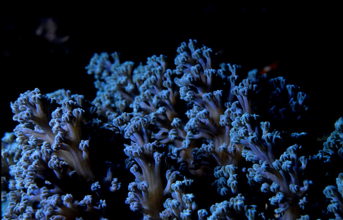Deep sea coral reef with blue atmospheric lighting