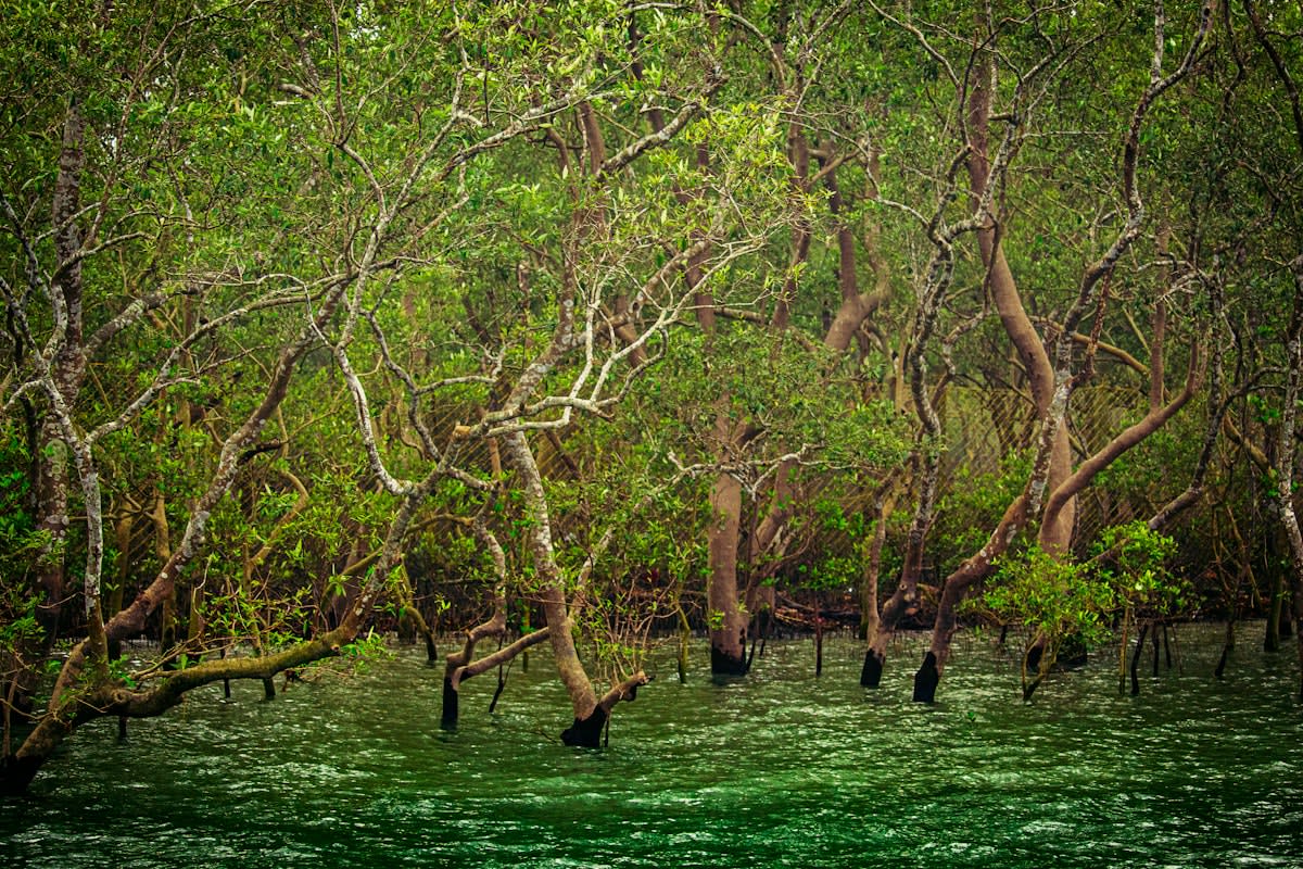 Mangrove forest remote sensing map