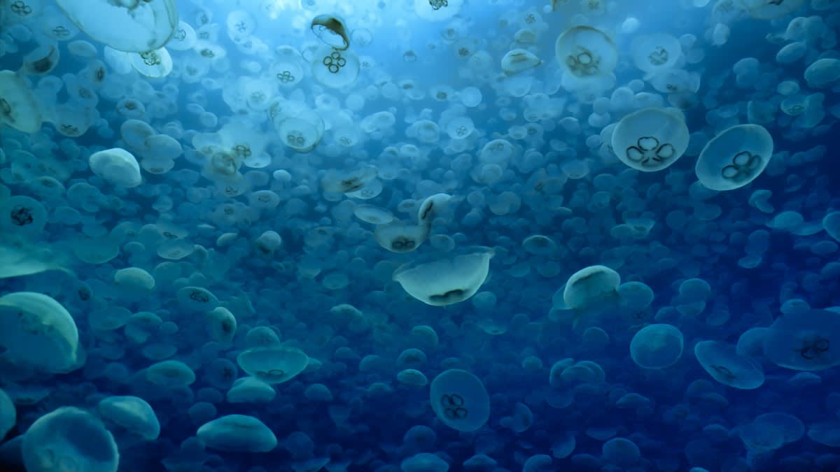 microscopic ocean microbes