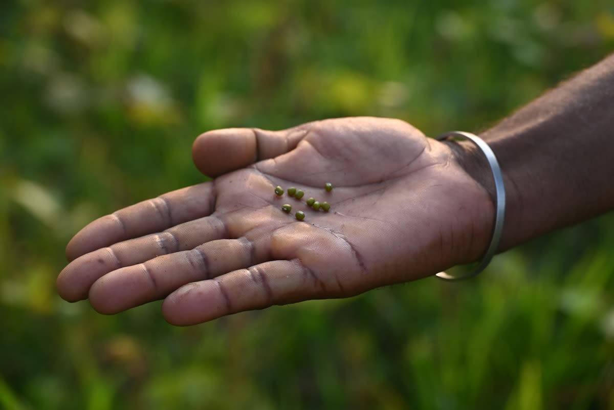 close up of treated seeds in a farmers hand