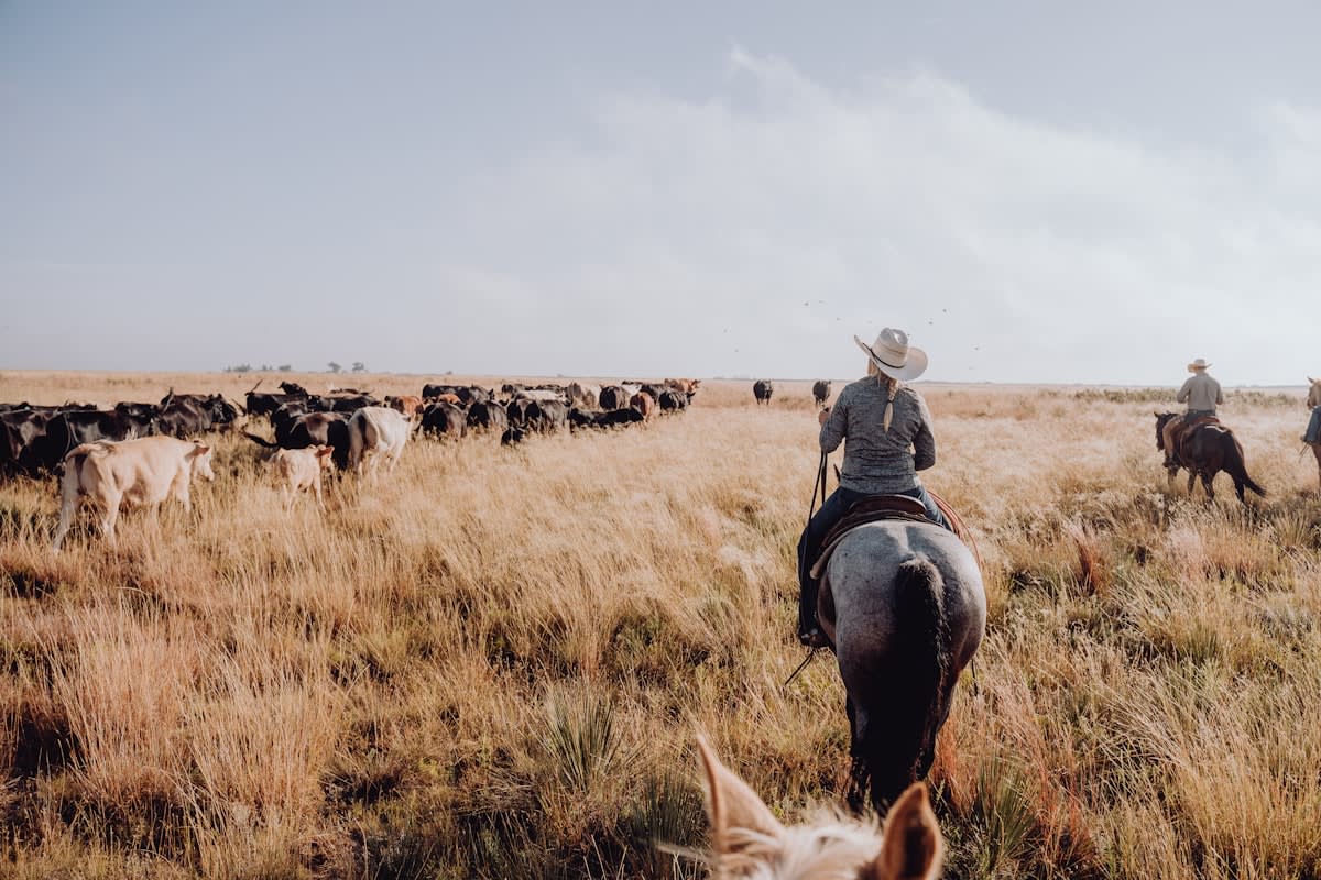 cattle ranching in Mexico