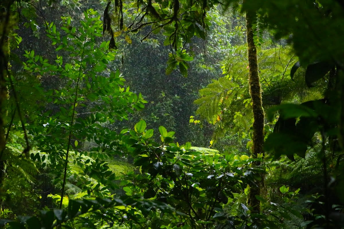Sustainable eco-lodge in Costa Rican rainforest