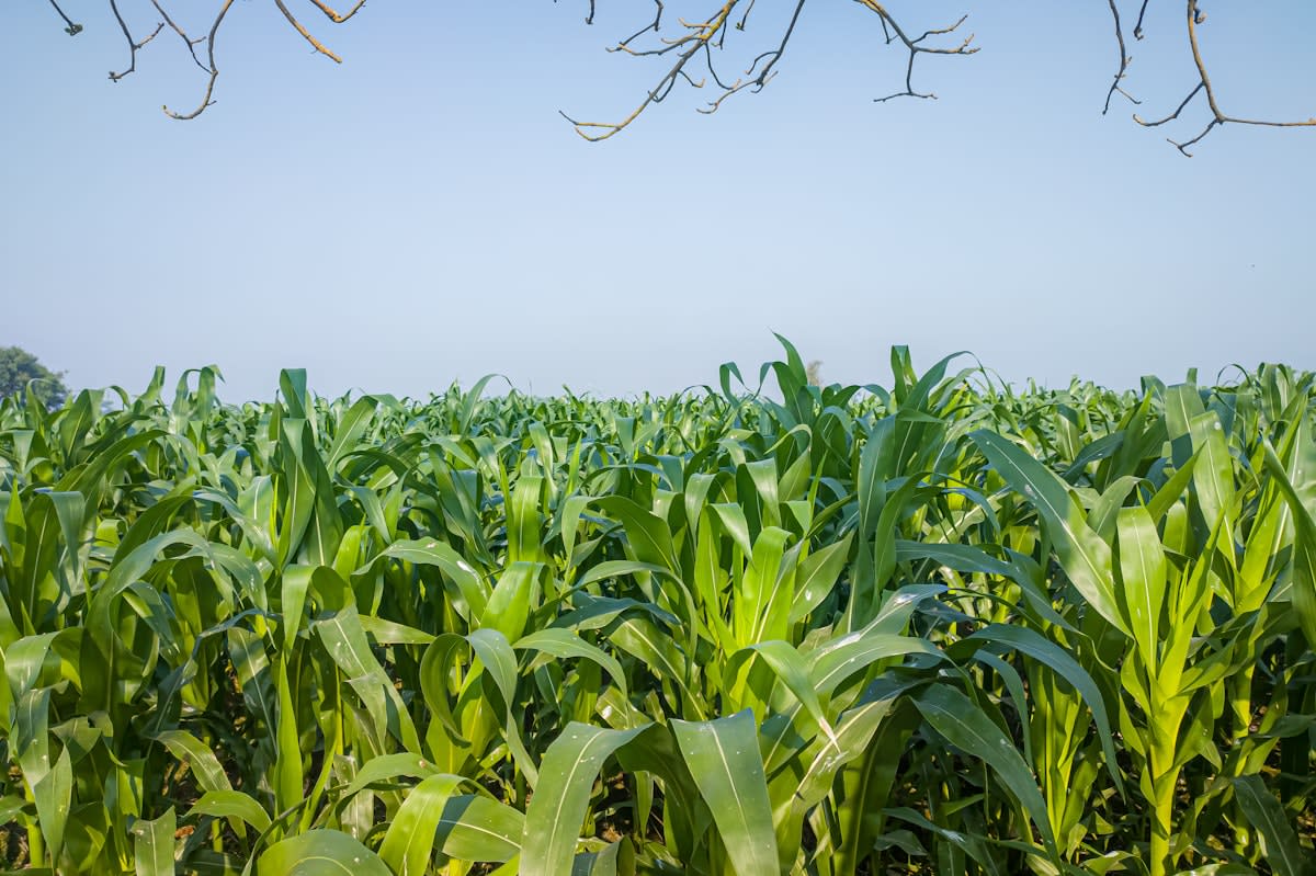 Modern maize field with precision irrigation