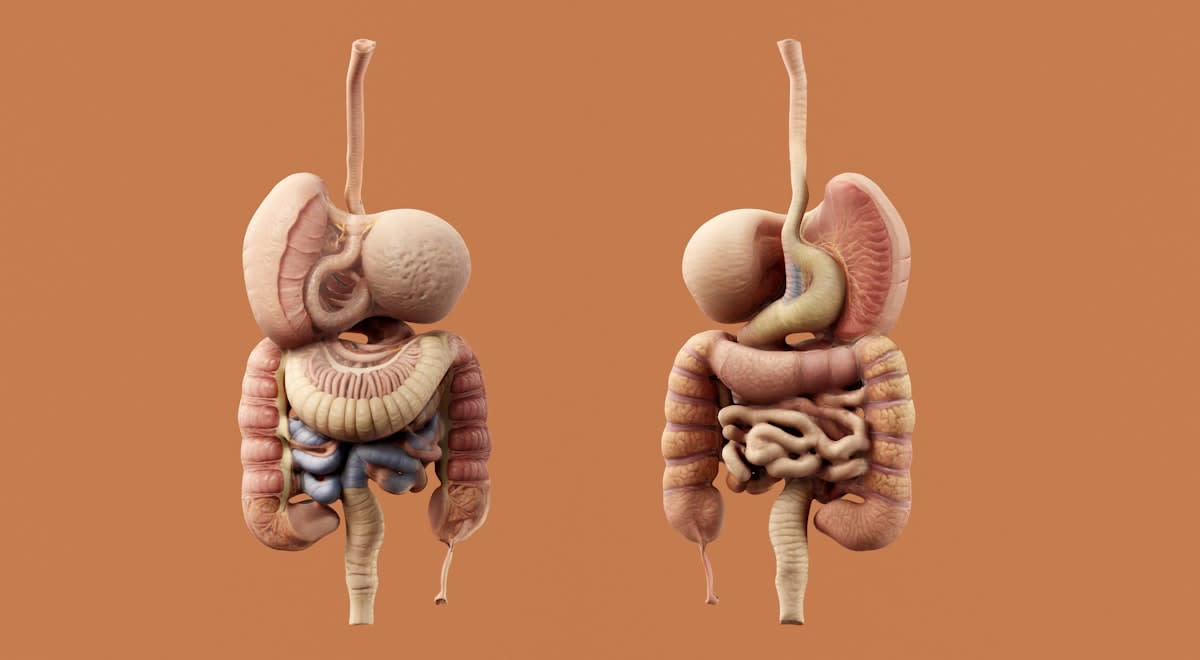 Biological diagram of visceral fat and insulin receptors