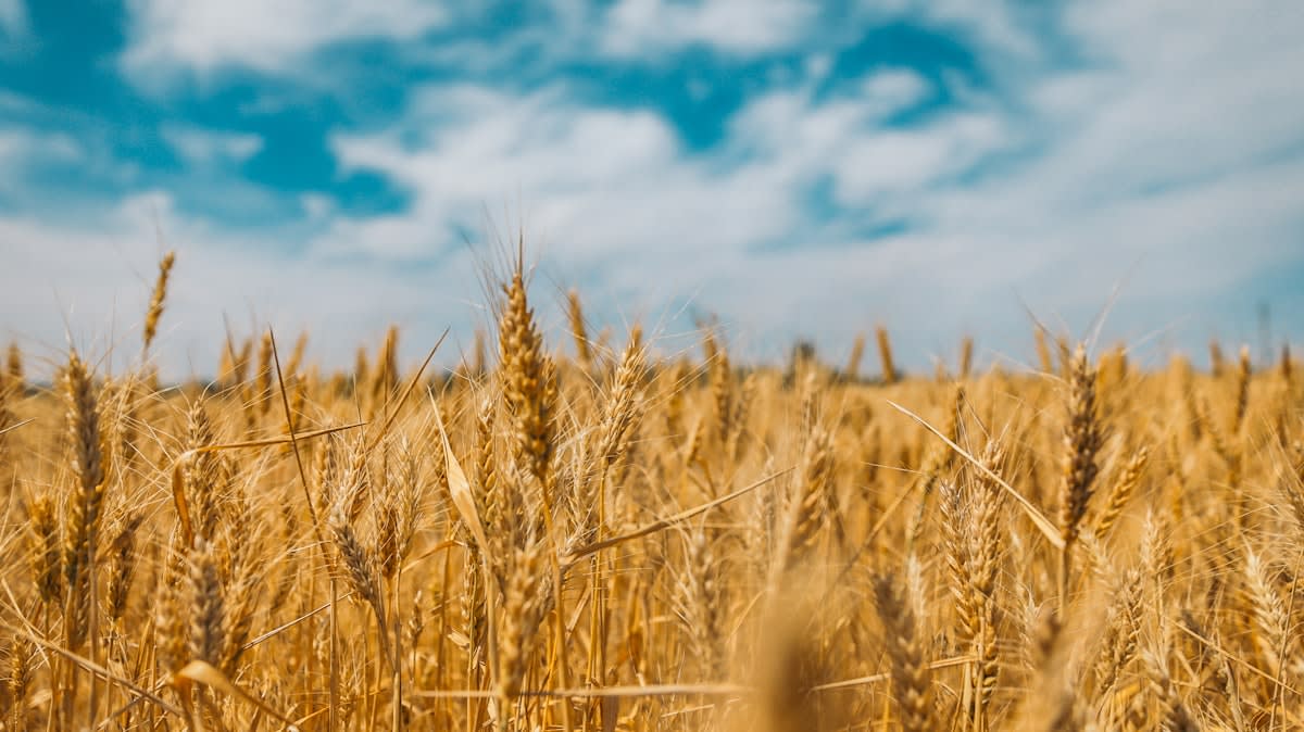 wheat field landscape