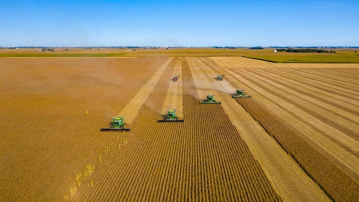soybean field