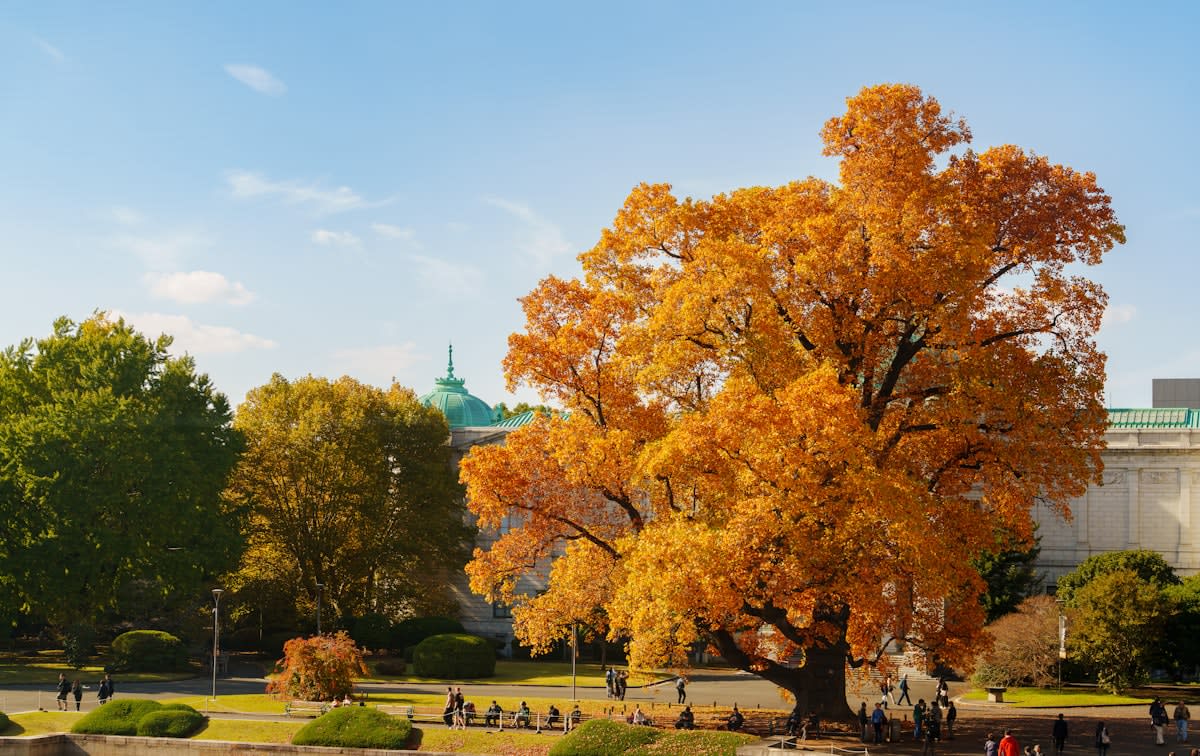 A person walking in a vibrant urban park