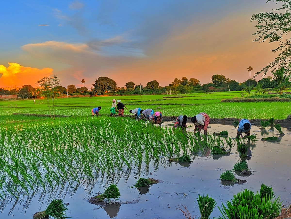 Modern sustainable rice paddy with precision irrigation