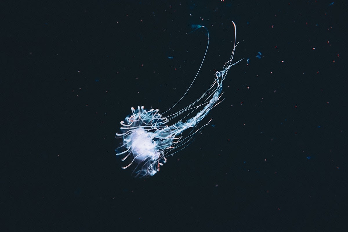 bioluminescent deep sea creature