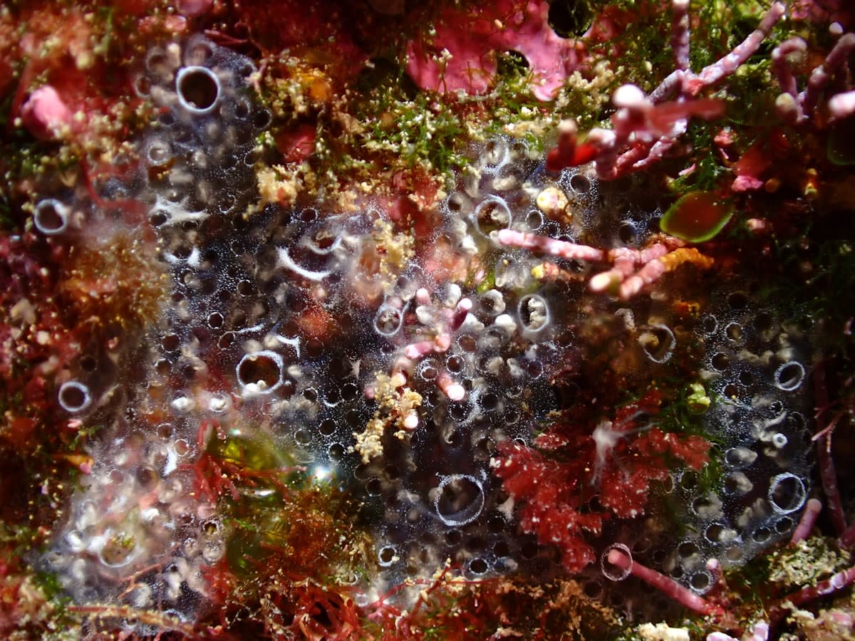 Deep sea polymetallic nodules on the ocean floor