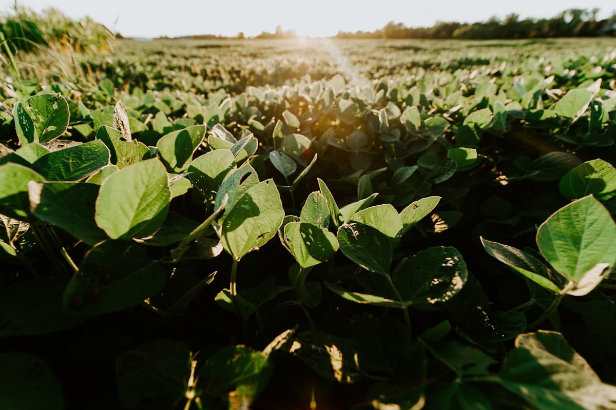 High tech soybean field with digital overlays
