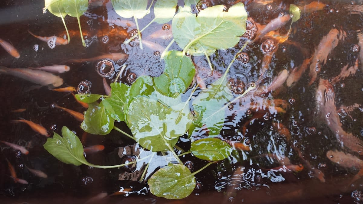 Modern aquaponics system with fish and greens