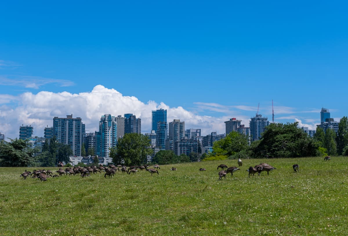 Urban wildlife adapting to city environment