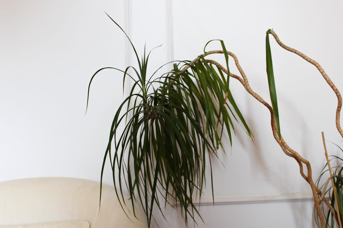 Close up of natural textures and a plant in a home office