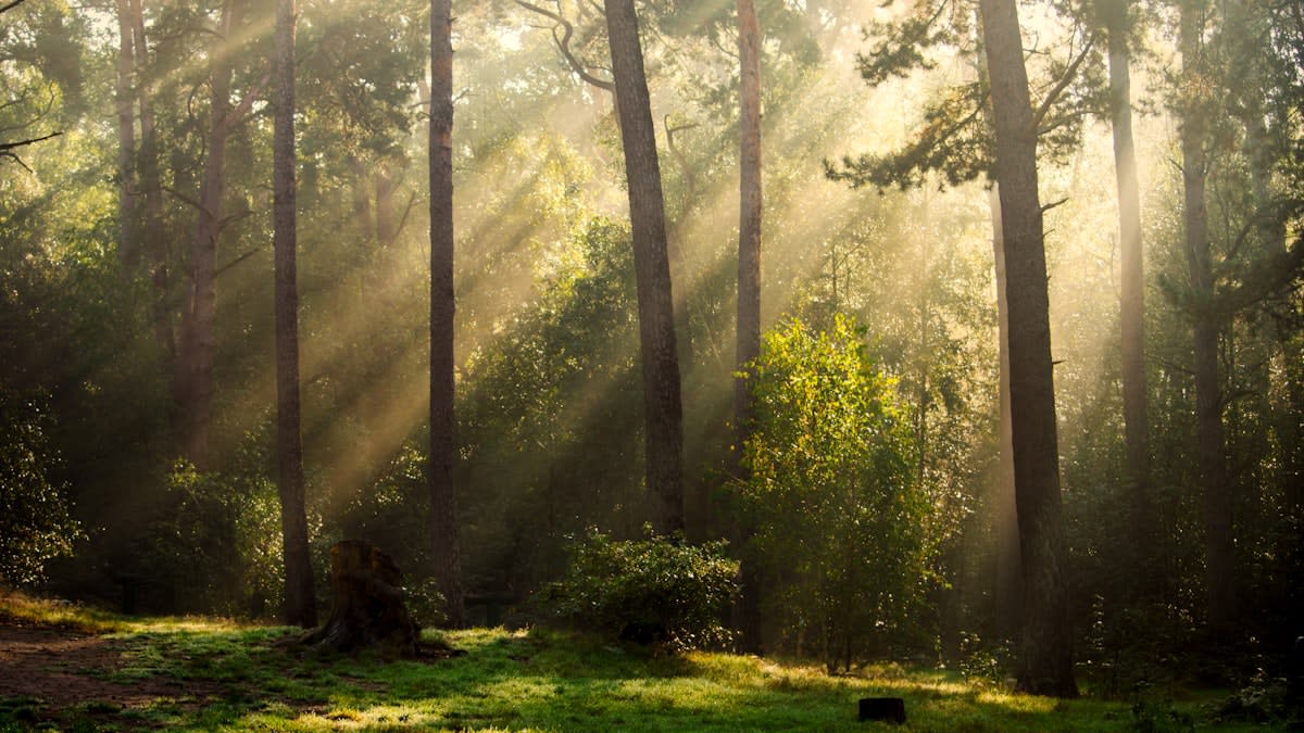 Morning sunlight filtering through trees