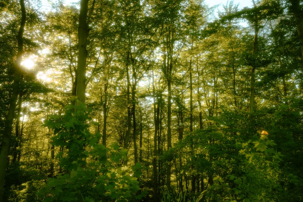 Sunlight filtering through a dense forest canopy