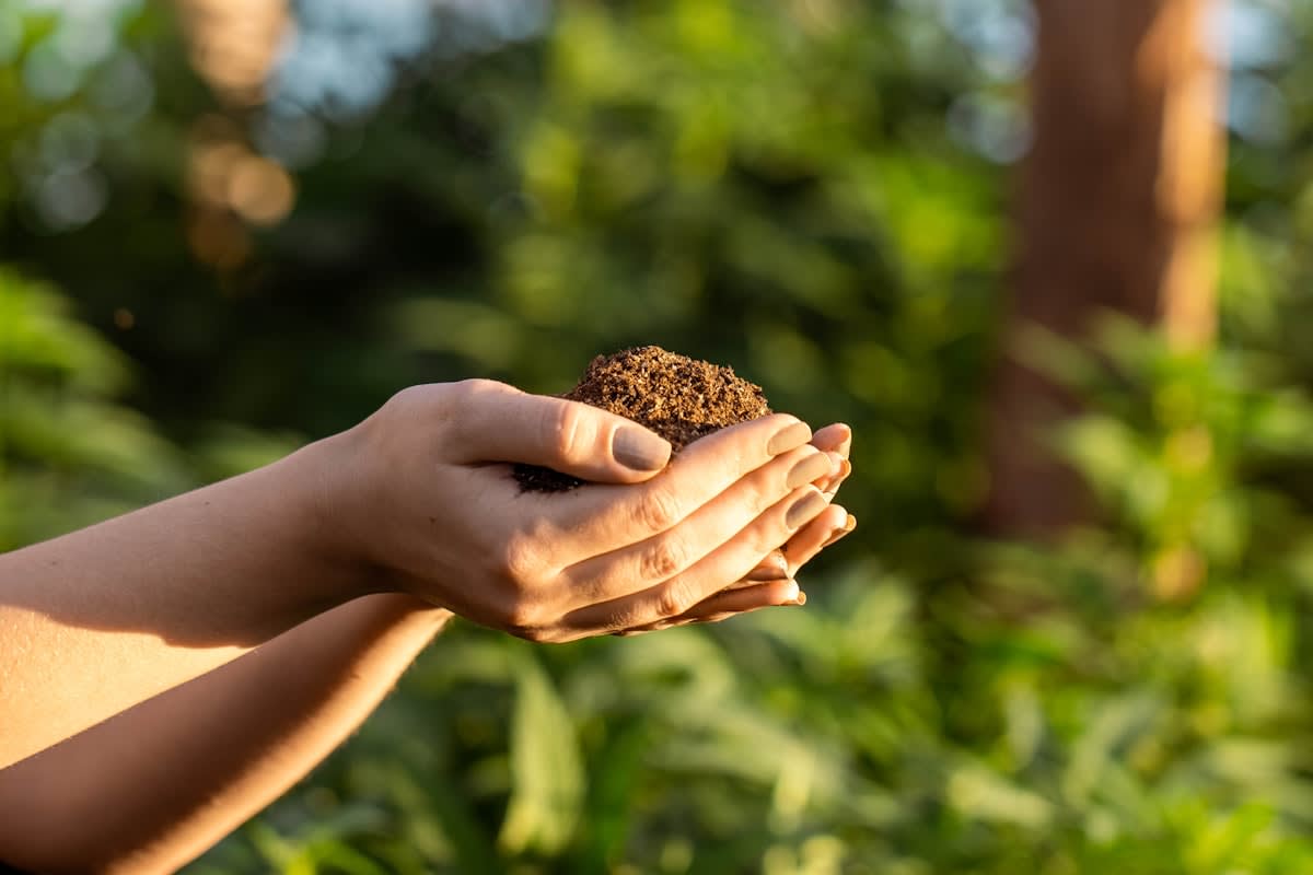 Close up of healthy dark soil being held in hands