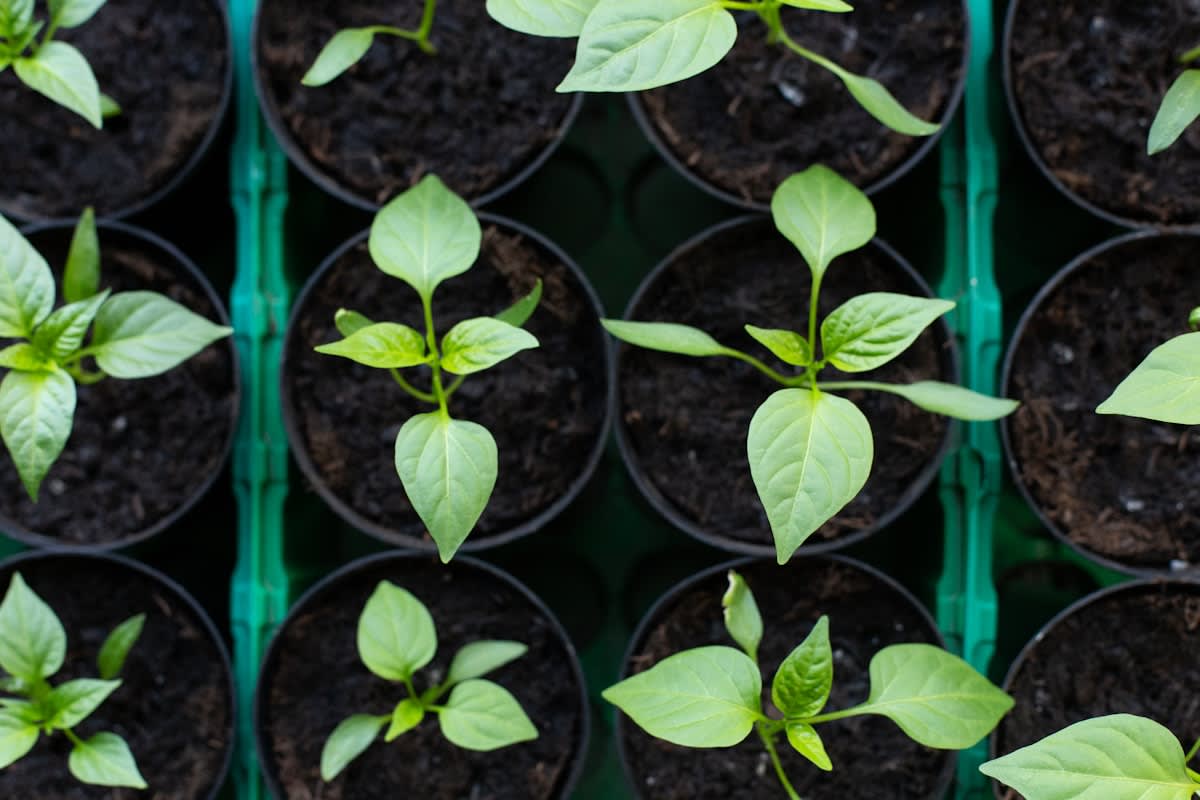 Close up of healthy soil and green sprouts