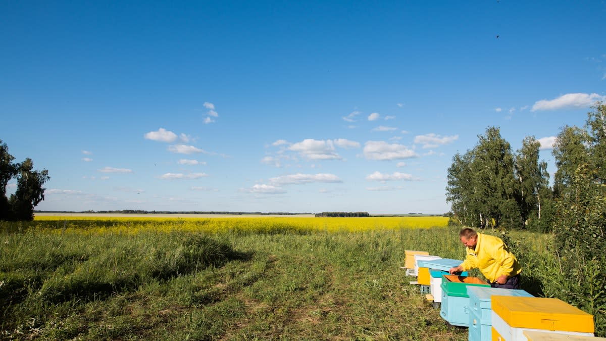 Scientist using a tablet in a field for data collection