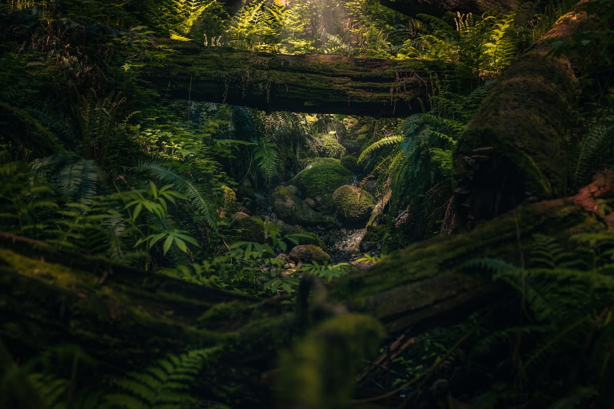 Lush tropical rainforest with diverse species