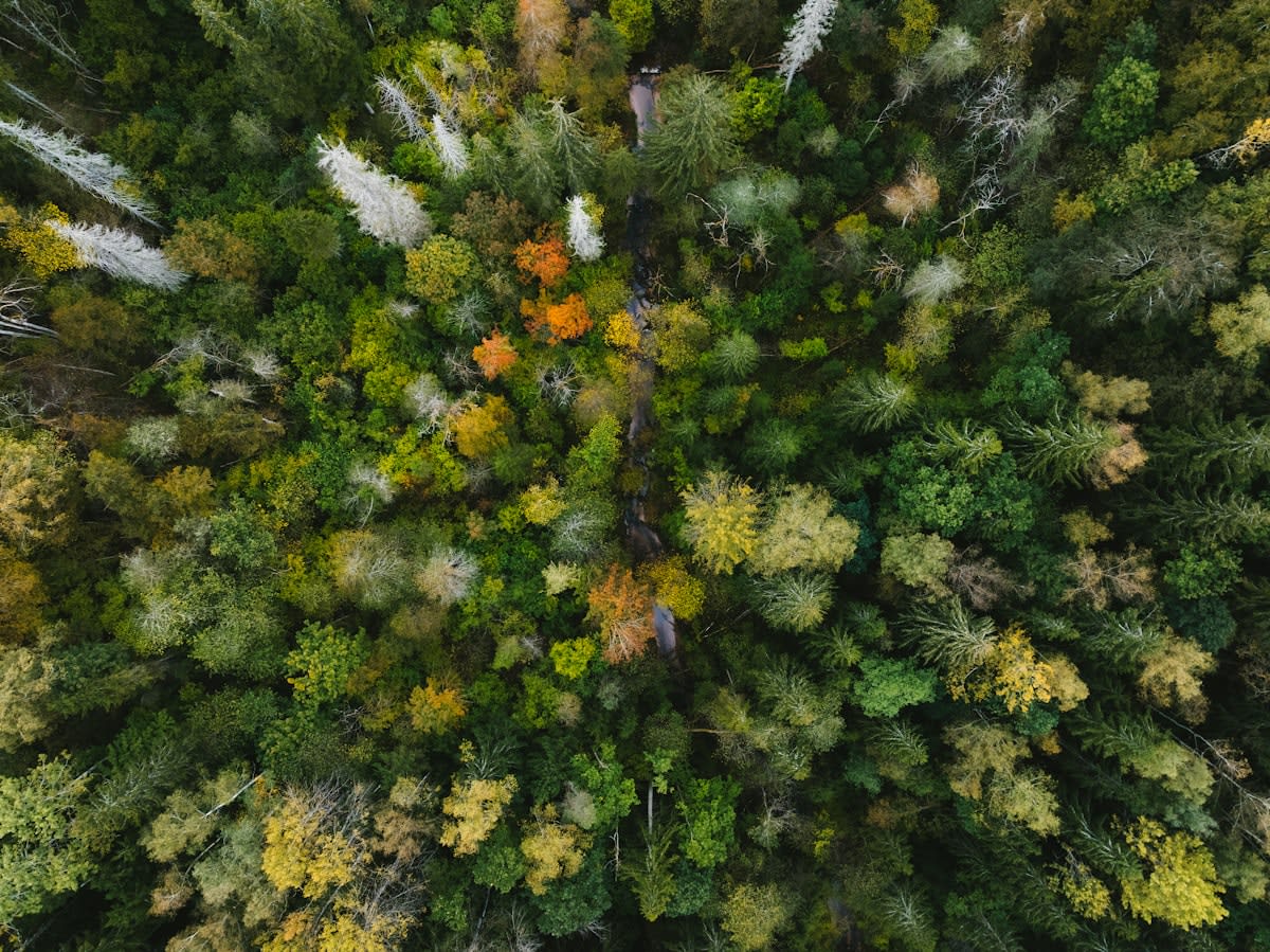Satellite imagery of forest restoration