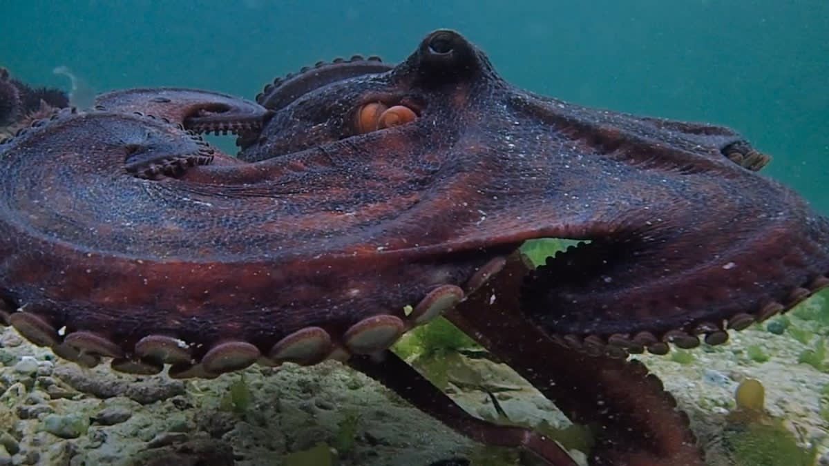 Soft robotic octopus arm navigating a complex underwater reef