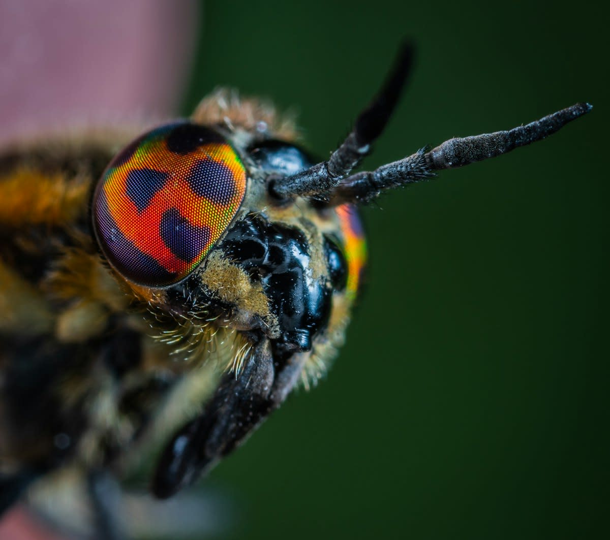 Macro shot of an insect