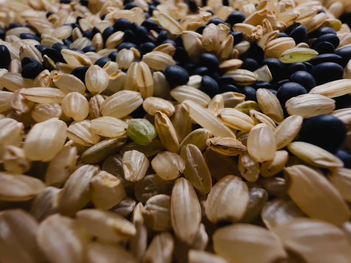 Close up of diverse ancient grain seeds