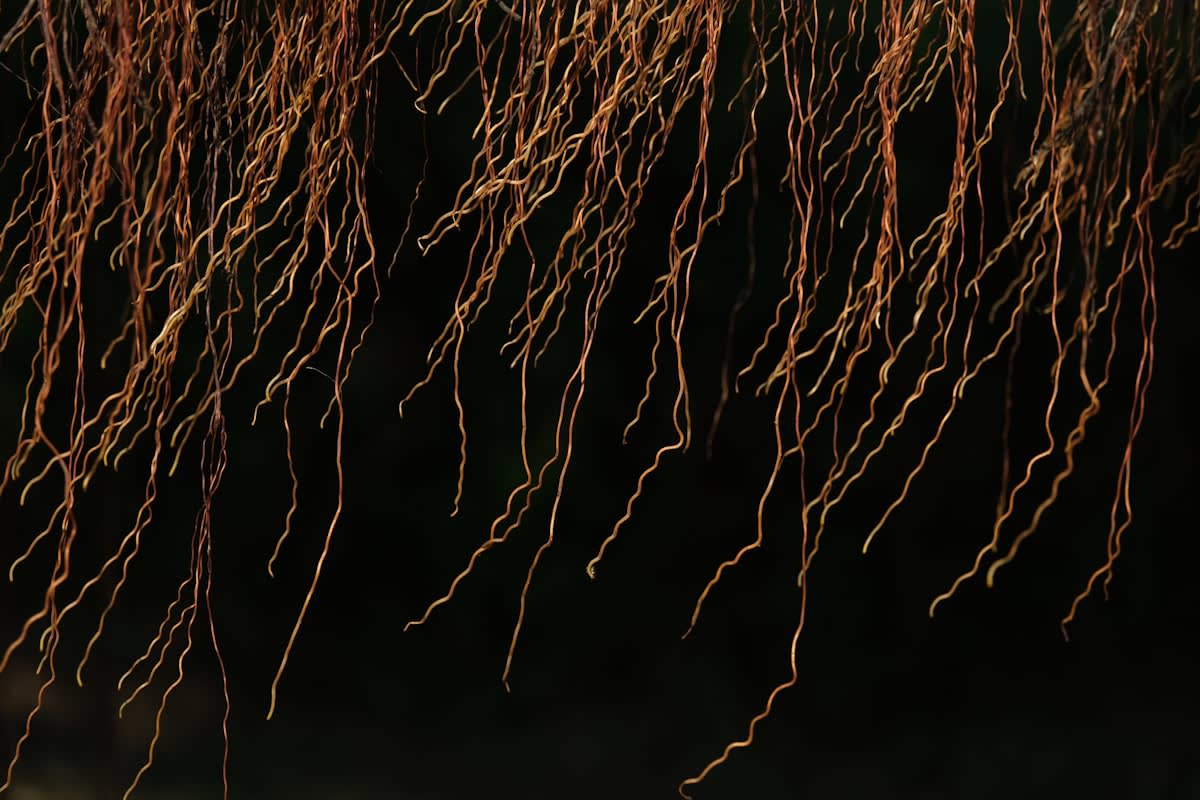 Microscopic view of mycorrhizal fungi connecting to plant roots