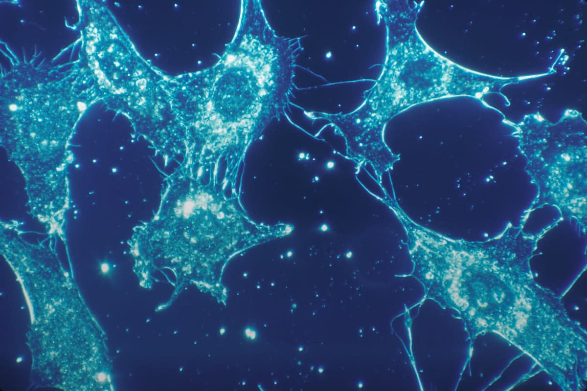 Microscopic view of cells