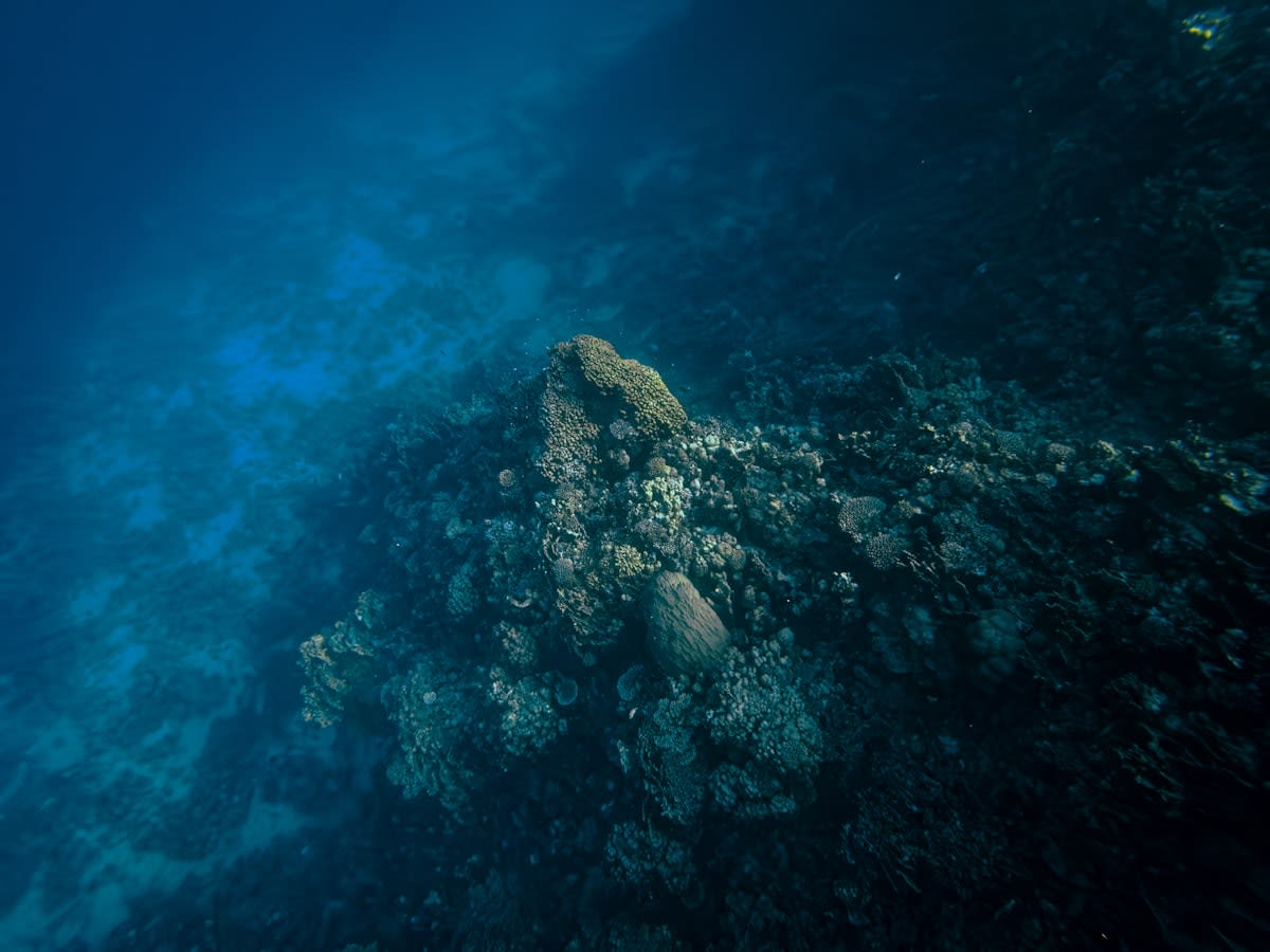 polymetallic nodules on the deep ocean floor