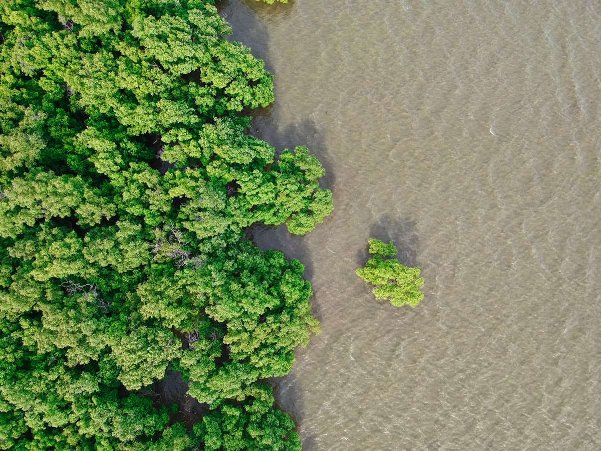 Mangrove forest aerial view