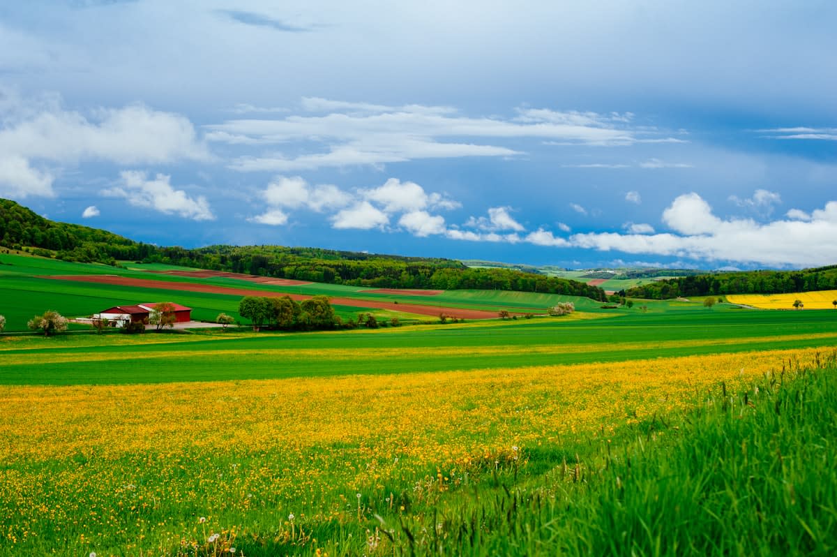 Agricultural field with diverse crops