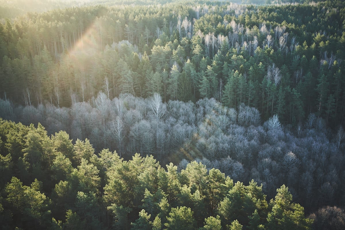 Aerial view of forest fire aftermath in Europe