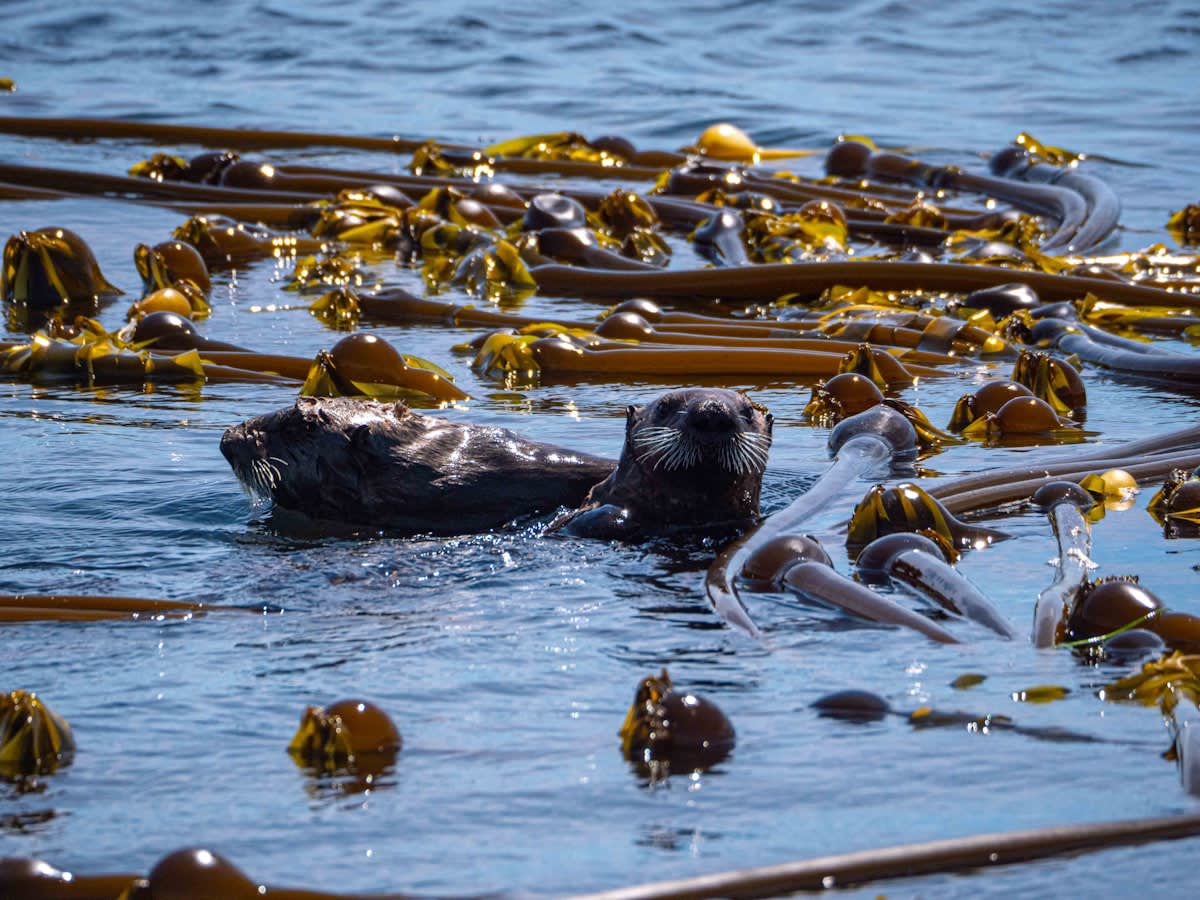 Sea otter in a kelp forest