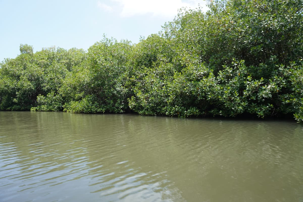 Lush wetland area