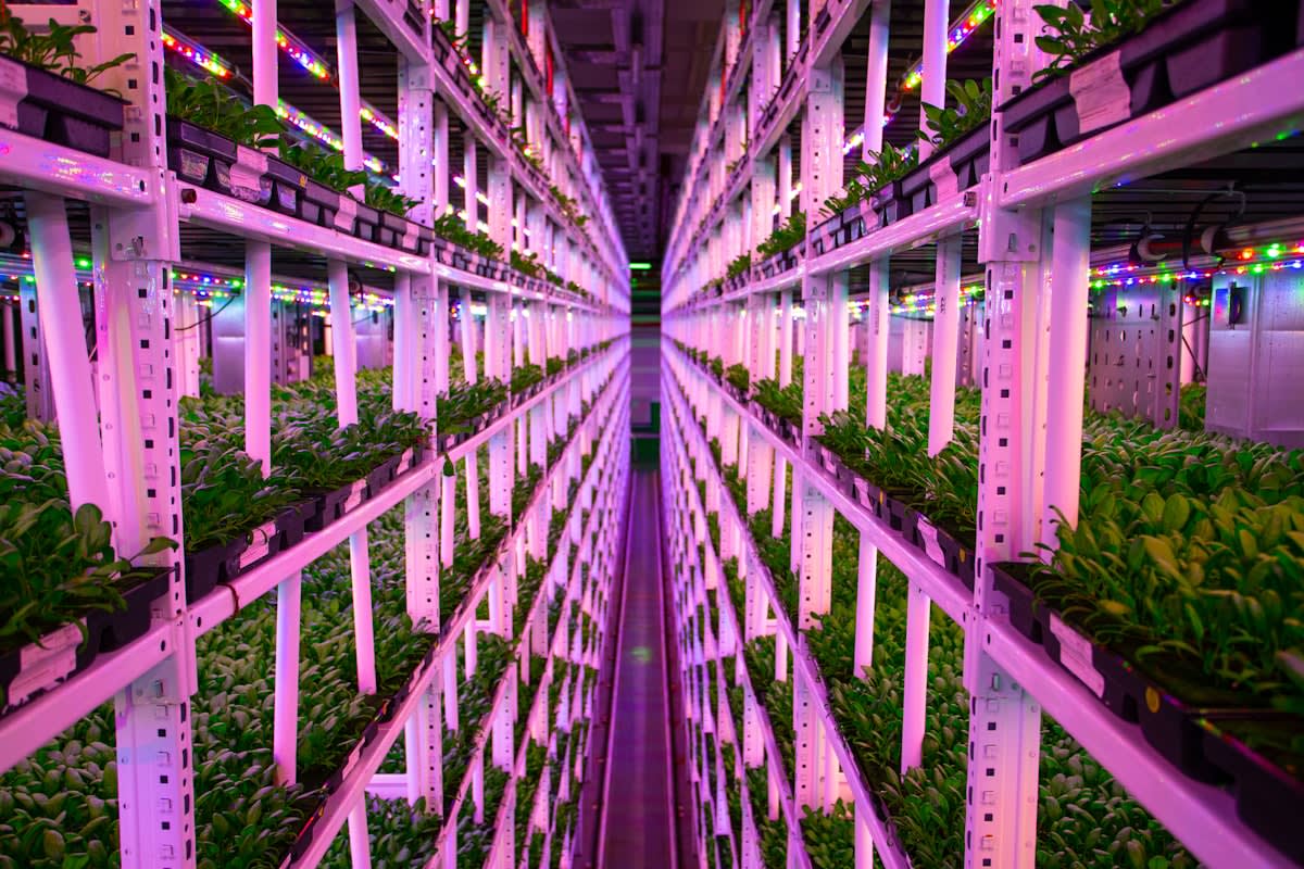 Modern urban hydroponics and soil regeneration systems in a city