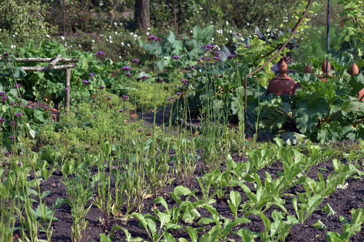 Precision agriculture sensors in a soil bed