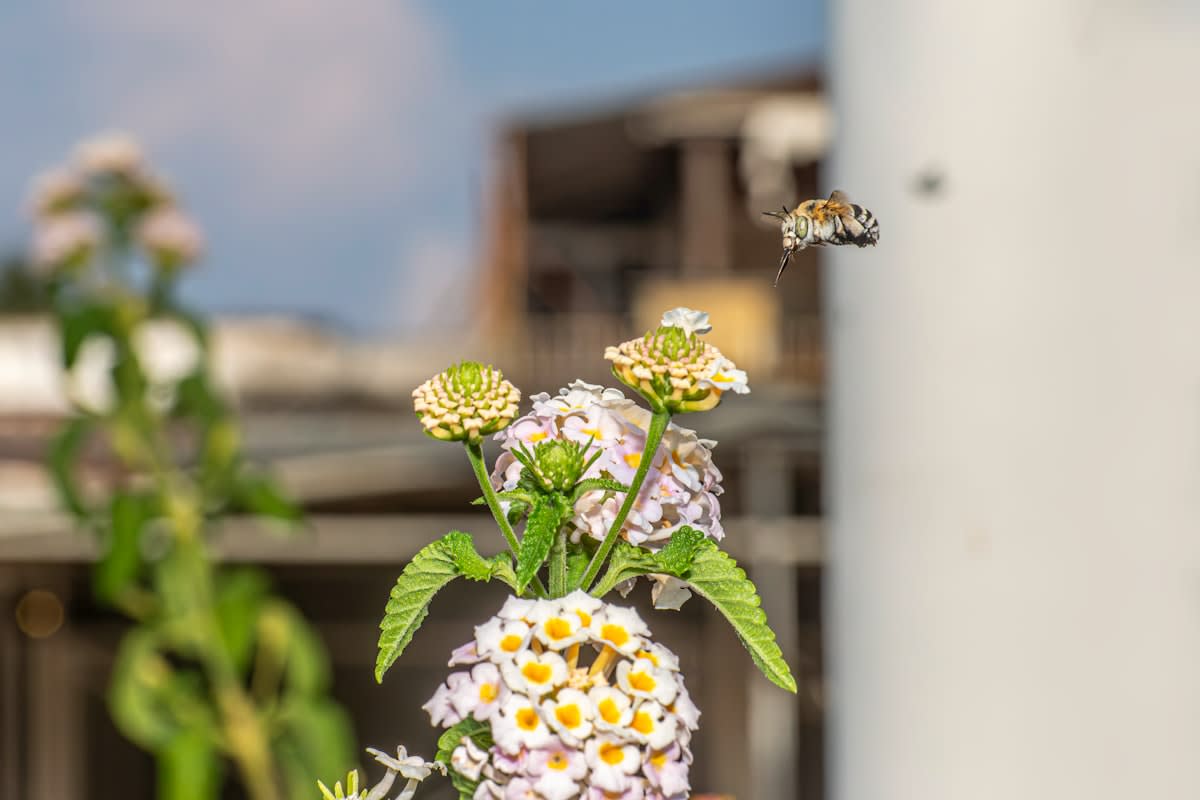 Urban balcony garden with diverse native plants and pollinators