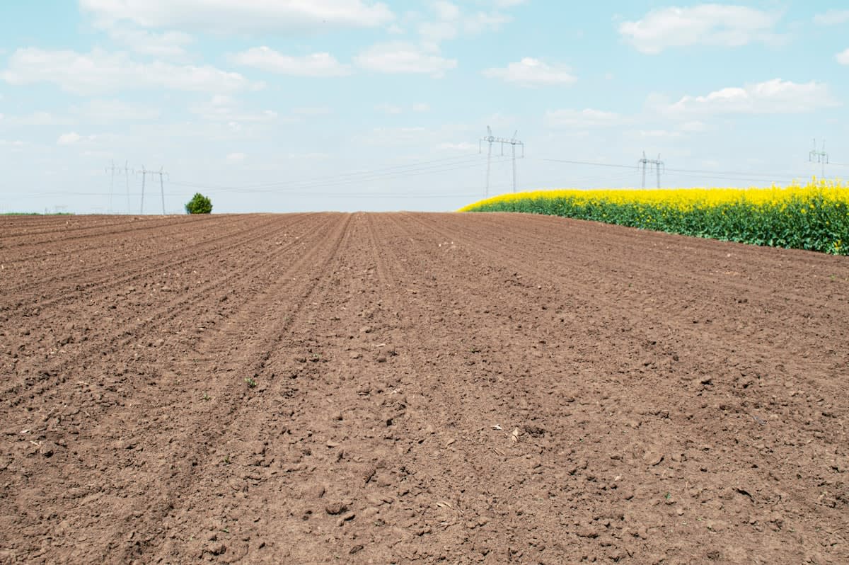 Salt crust on agricultural field soil